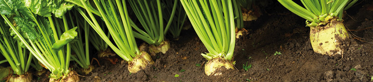 production de betteraves en Seine et Marne